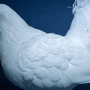 ㊙️黄wwe喷奶无码裸体视频
